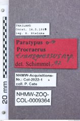 Etikett zu Melanoxanthus caledonicus (Fleutiaux, 1891)